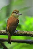 Bright-rumped Attila